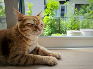 A peaceful ginger tabby cat naps serenely by a sunlit window, its eyes gently closed in contentment. The warm light enhances its relaxed posture and the tranquil indoor atmosphere