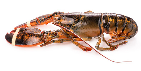 Fresh Canadian lobster isolated on white background with clipping path, premium seafood concept.