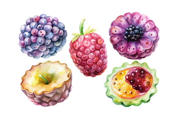 set of watercolor Mulberry Slice vector illustration isolated on white background
