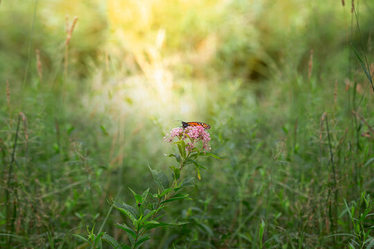 Butterfly digital backdrop meadow