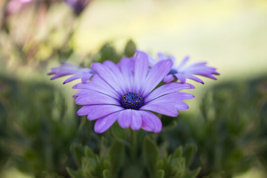 purple daisy flower backdrop