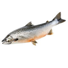 Obraz premium A salmon fish swimming in the water.