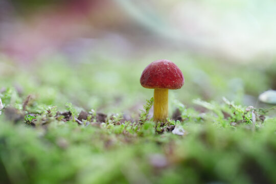 red mushroom in the forest fairy backdrop