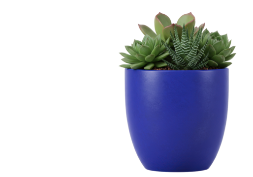 A vibrant blue pot filled with various succulent plants, showcasing lush greenery against a plain background