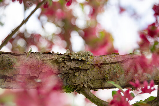 pink cherry blossom in spring backdrop fairy