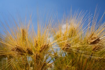 黄金色に実った大麦