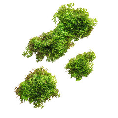 Obraz premium Three clusters of fresh green moss isolated on white background
