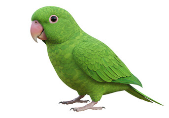A detailed realistic green parrot with pink beak and eyes isolated on transparent background