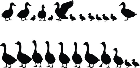 Silhouette illustration of ducks and geese walking in rows, perfect for nature, wildlife, farm animal vector clipart and design projects