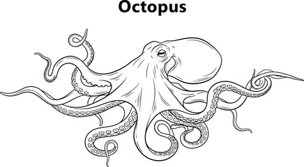 Detailed line art showcases an octopus, its tentacles gracefully curving, creating a captivating marine animal illustration perfect for educational materials or coloring pages. © rehman