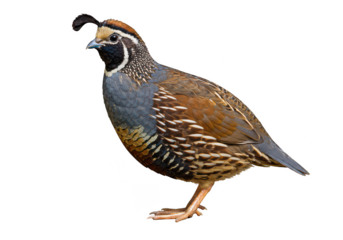 Detailed portrait of a male california quail with distinctive head plume isolated on transparent background