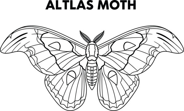 Detailed line art showcases an Atlas moth, highlighting its intricate wing patterns and delicate antennae, ideal for educational resources or coloring pages for nature enthusiasts.