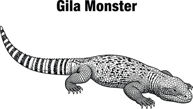 Detailed line art showcases a Gila monster, a venomous lizard native to the southwestern United States and Mexico, highlighting its distinctive patterned skin and robust build.
