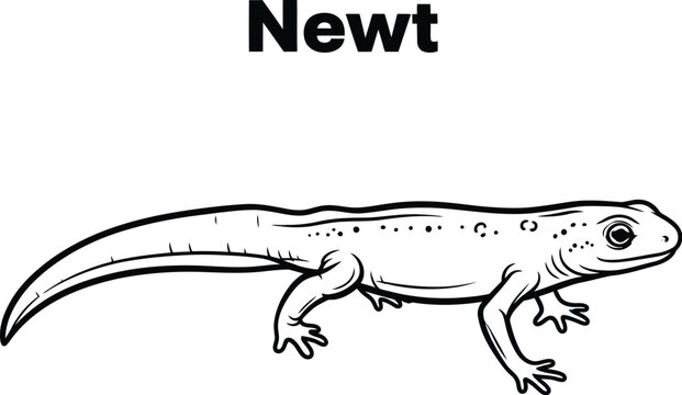Detailed line art showcases a newt, an amphibian known for its aquatic and terrestrial phases, perfect for educational materials, coloring pages, or scientific illustrations.