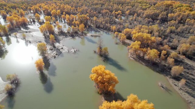 Drone view of golden populus euphratica forest in Gobi desert on sunny autumn day in Tarim Poplar Forest park, Taklamakan Desert, Xinjiang, China, 4k real time high angle view footage, travel concept.
