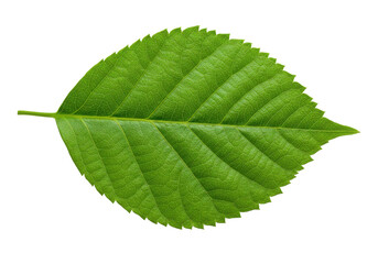 Obraz premium Close-up of a vibrant green leaf showcasing intricate veins and textures against a plain background