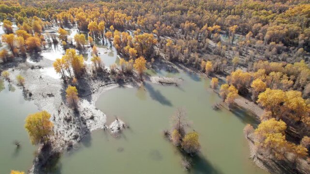 Drone view of golden populus euphratica forest in Gobi desert on sunny autumn day in Tarim Poplar Forest park, Taklamakan Desert, Xinjiang, China, 4k real time high angle view footage, travel concept.