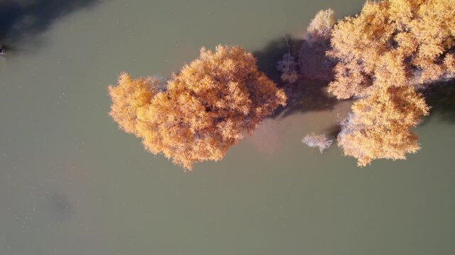 Drone view of golden populus euphratica forest in Gobi desert on sunny autumn day in Tarim Poplar Forest park, Taklamakan Desert, Xinjiang, China, 4k real time high angle view footage, travel concept.