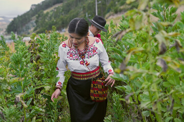 Indigenous farmers wearing traditional andean clothes are harvesting broad beans in their farm in...