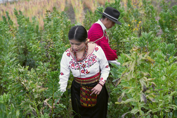Farmers harvesting broad beans in andes mountains, peru