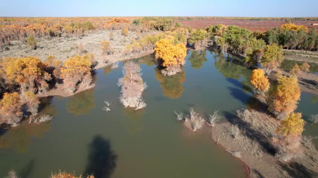 Drone view of golden populus euphratica forest in Gobi desert on sunny autumn day in Tarim Poplar Forest park, Taklamakan Desert, Xinjiang, China, 4k real time high angle view footage, travel concept.