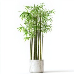 Obraz premium Elegant bamboo plant in a modern pot.
