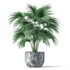 Obraz premium Elegant palm plant in a marble pot.