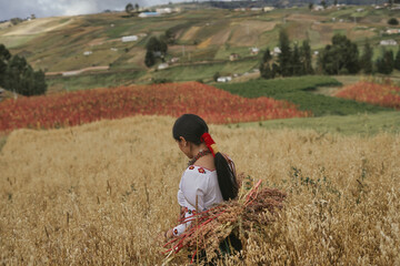 Indigenous farmer carrying quinoa harvest in andes mountains, ecuador