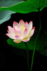 Obraz premium blossoming lotus flowers