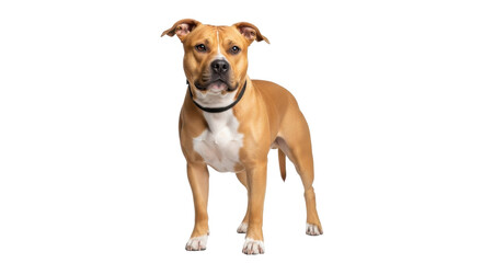Obraz premium Tan pitbull dog standing isolated on white background