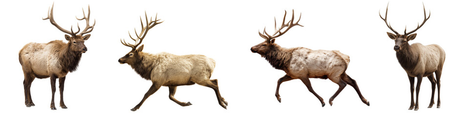 Collection of Elks running and standing, against isolated on a white or transparent background