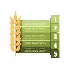 Wheat stem with five features or option of project to select. Minimal infographic illustration for business and food production information visualization. © JEGAS RA