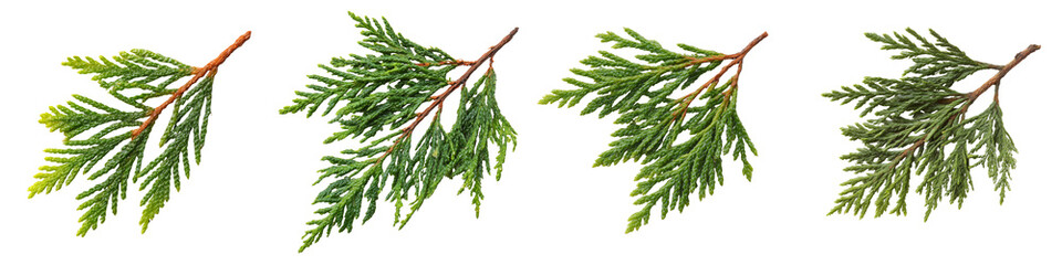 Collection of cedar twigs, front flat, isolated on white or transparent background