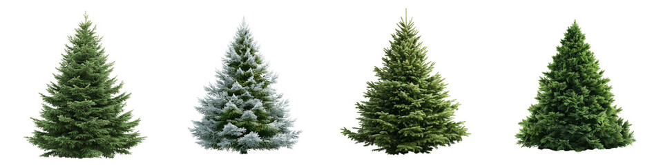 Collection of tall Christmas trees, no decoration isolated against a clean white or transparent background