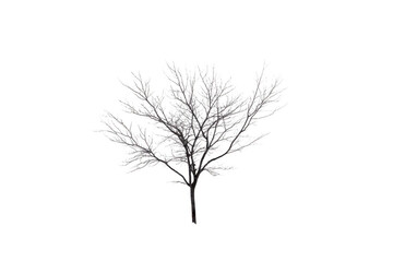 Fototapeta premium Winter Tree Stands Out Against The Dark Sky With A Spooky Theme