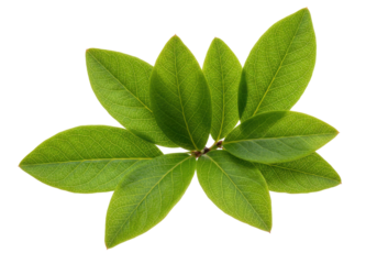 Fresh green leaves arranged artistically on a transparent background, ideal for nature themes