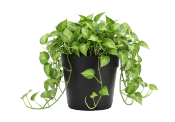 Lush green pothos plant in a black pot, thriving indoors with natural light backdrop