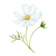 Fototapeta premium Cosmos Flower: A serene and elegant cosmos flower, rendered in exquisite watercolor, showcases its delicate petals and vibrant yellow center, against a backdrop of understated simplicity.