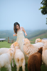 A woman in a striped dress joyfully interacts with a group of alpacas on a grassy hill with a...