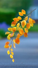 Golden Beech Leaves with Dew Drops on Branch