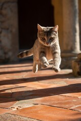 cat is flying  to caugth