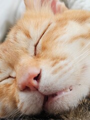 Extreme close-up of a ginger tabby cat's face in deep, peaceful sleep. Its serene expression captures pure bliss, warmth, and cozy domestic comfort, revealing tiny teeth.