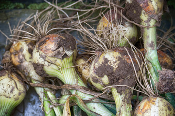 Close-up view of freshly harvested onions, showcasing their natural texture and detail.