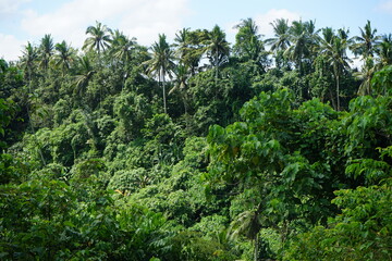 tropical forest
