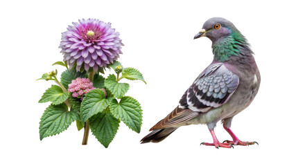 Pigeon animal and Lamium flower isolated on transparent