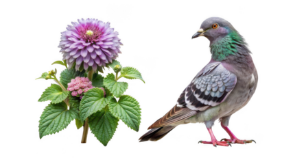 Pigeon animal and Lamium flower isolated on transparent