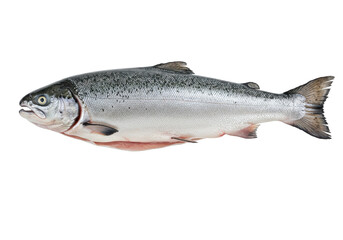 Naklejka premium Fresh salmon fish on a white background, showcasing its vibrant colors and natural shape, ideal for culinary use