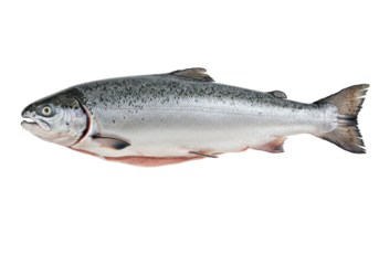 Fresh salmon fish on a white background, showcasing its vibrant colors and natural shape, ideal for culinary use