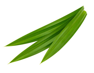 pandan leaves isolated on transparent png