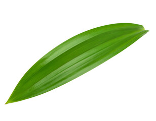 Obraz premium single pandan leaf isolated on transparent png